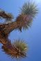 13JoshuaTree - 59